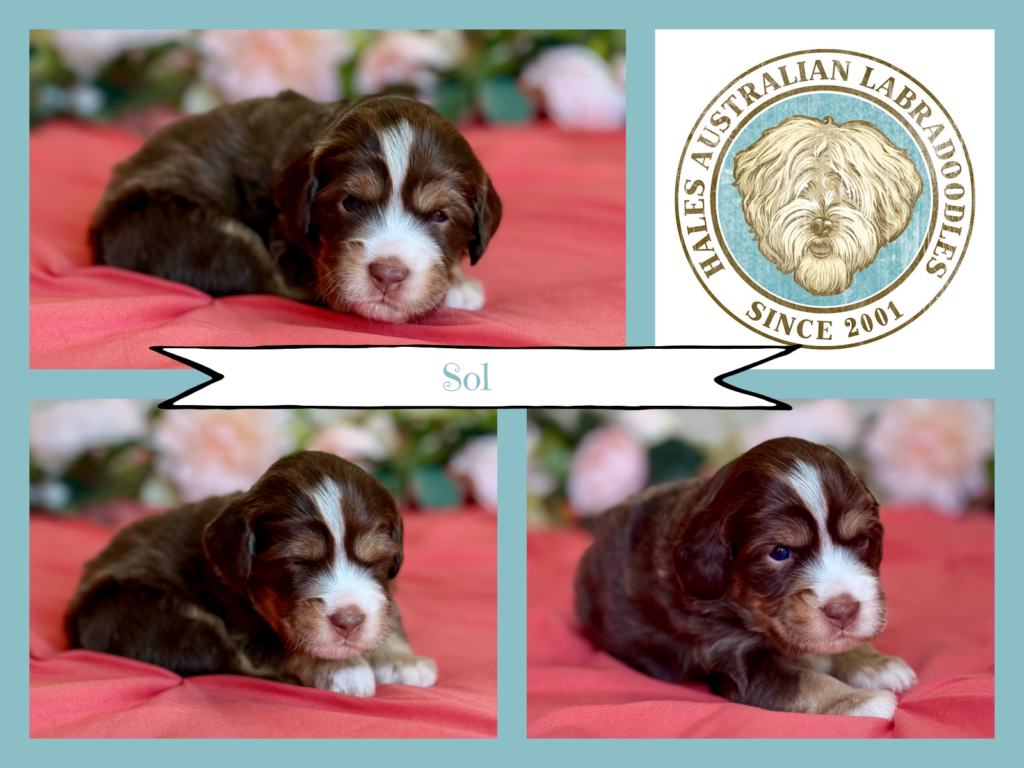 Medium Australian Labradoodle Puppy