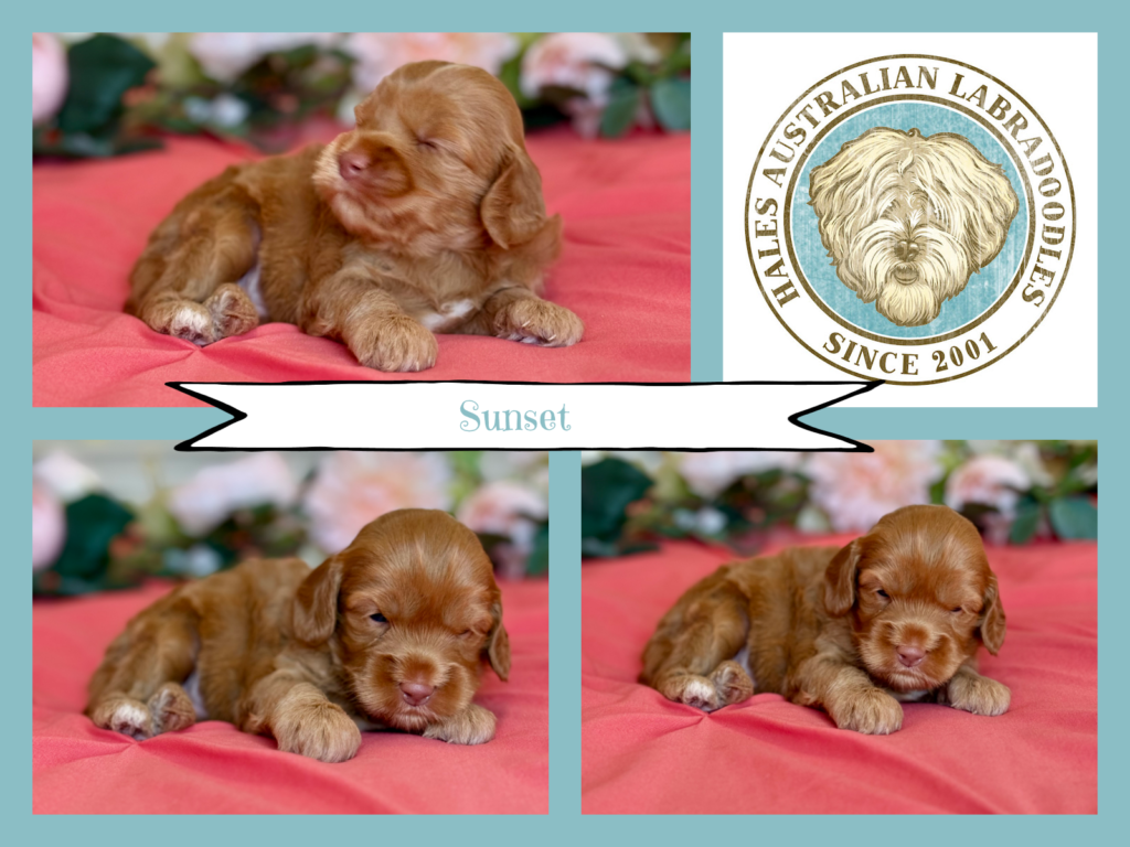 Medium Australian Labradoodle Puppy