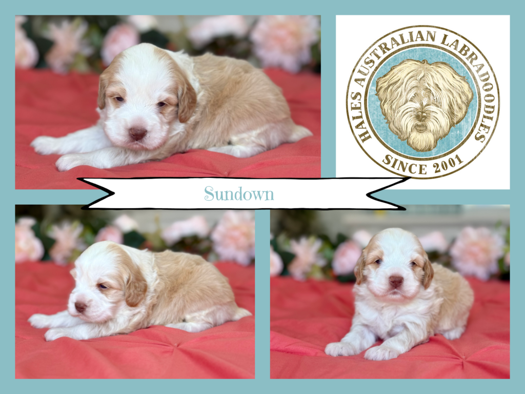 Medium Tuxedo Australian Labradoodle Puppy