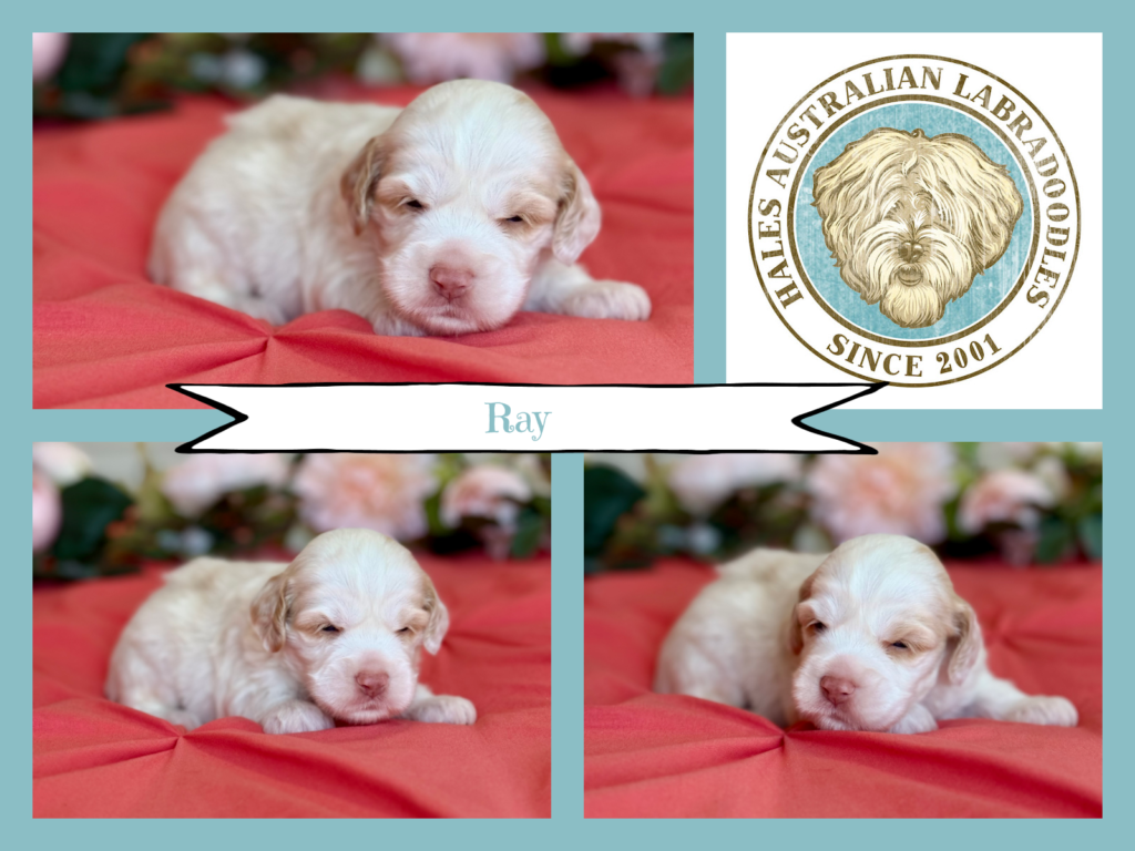 Medium Australian Labradoodle Puppy