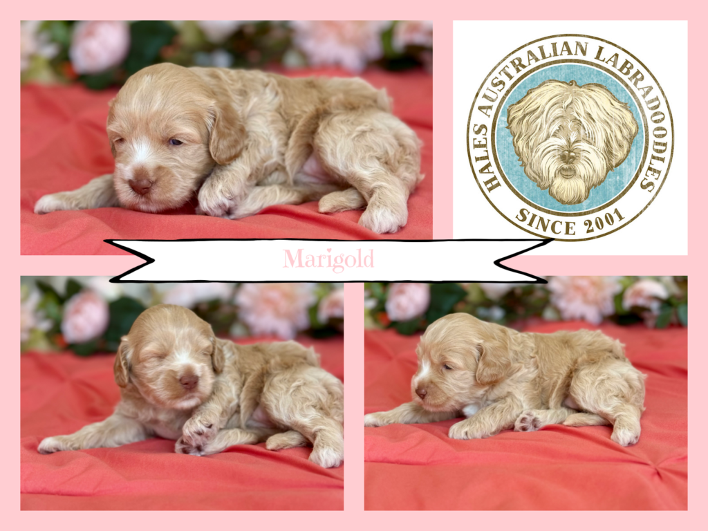 Medium Australian Labradoodle Puppy