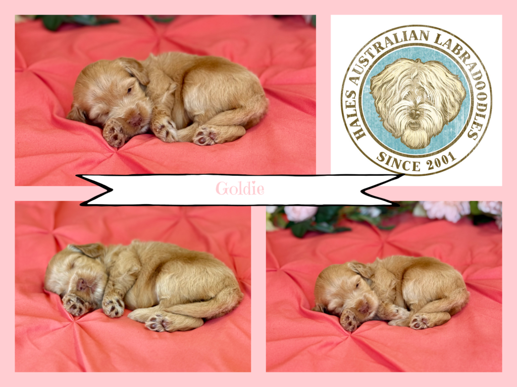 Medium Australian Labradoodle Puppy