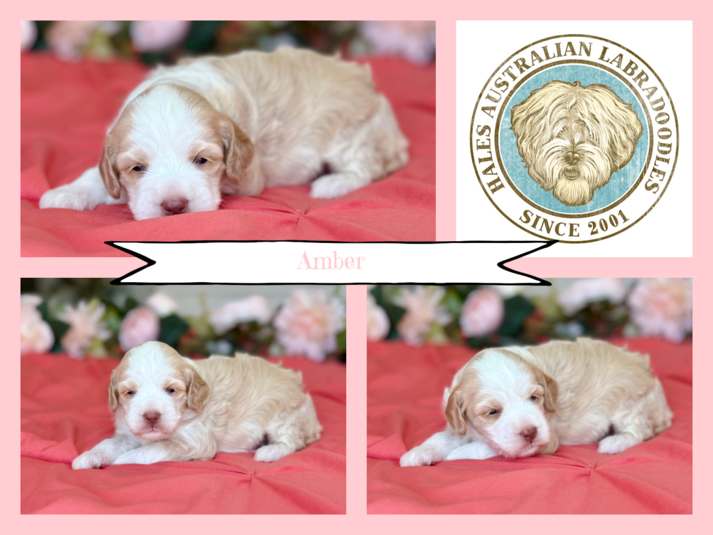 Medium Tuxedo Australian Labradoodle Puppy
