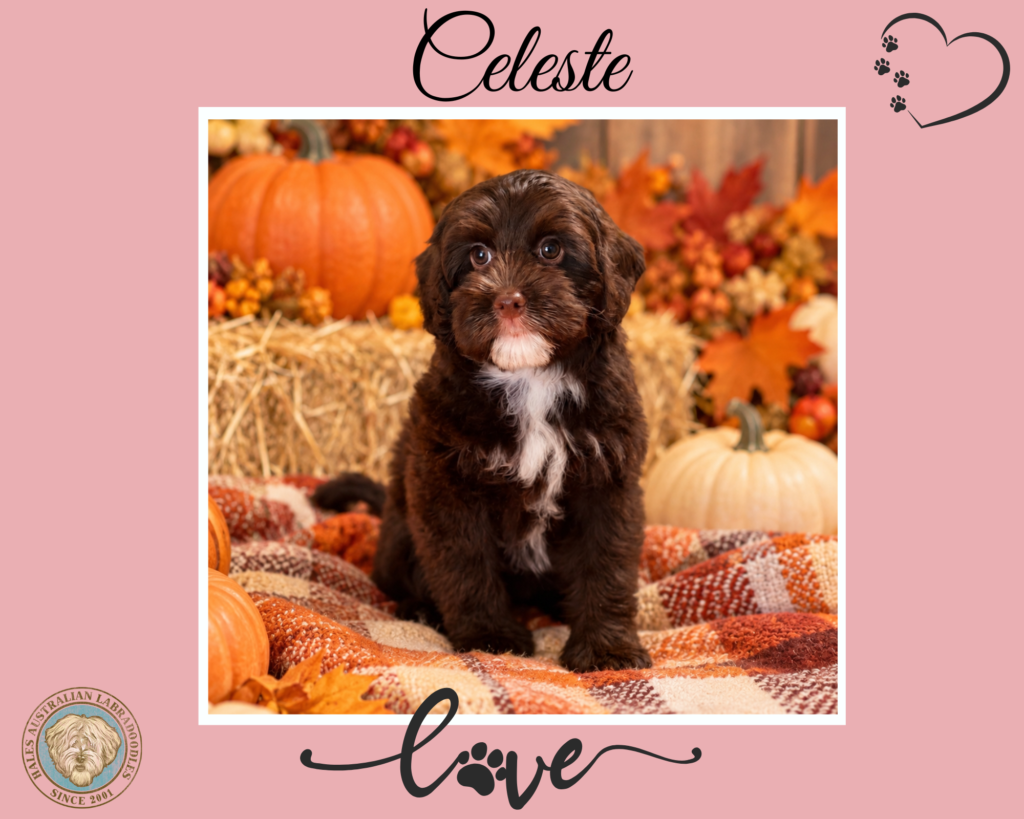 Mini Chocolate Australian Labradoodle