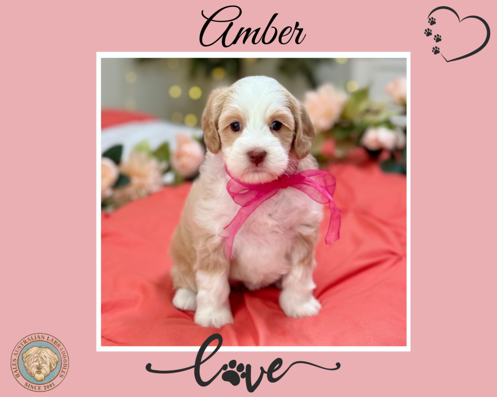 Lolli G 200 Amber Carmel Tuxedo Australian Labradoodle puppy